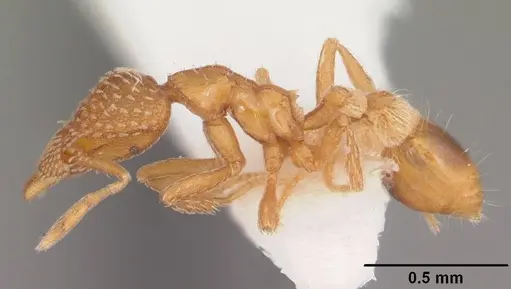 Strumigenys carolinensis - CASENT0104341