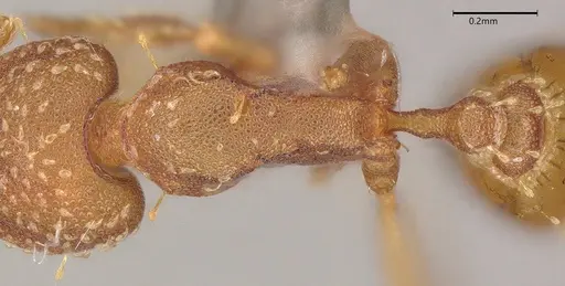 Strumigenys cascanteae specimen