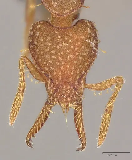 Strumigenys cascanteae specimen