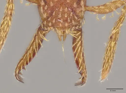 Strumigenys cascanteae specimen