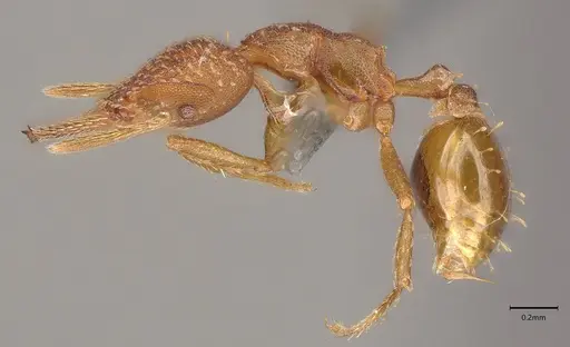 Strumigenys cascanteae - CASENT0636148