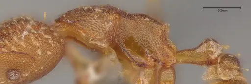 Strumigenys cascanteae - CASENT0636148