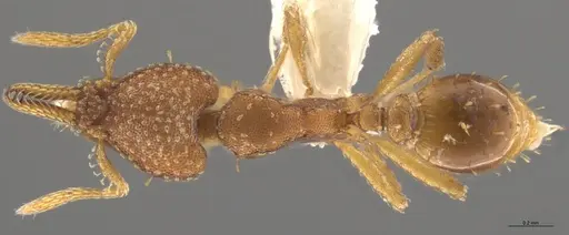 Strumigenys cascanteae - CASENT0637223