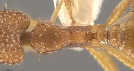 Strumigenys cascanteae - CASENT0637223