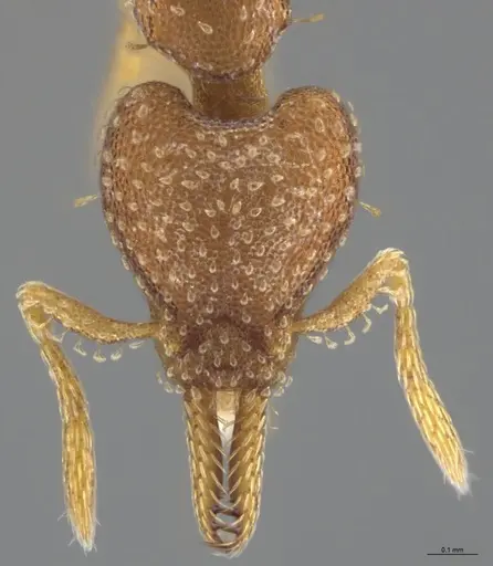 Strumigenys cascanteae - CASENT0637223