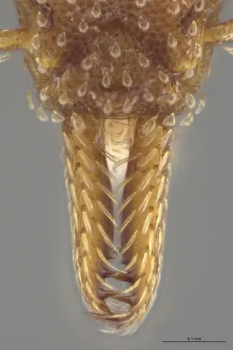 Strumigenys cascanteae - CASENT0637223