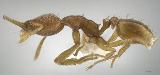 Strumigenys cascanteae - CASENT0637223