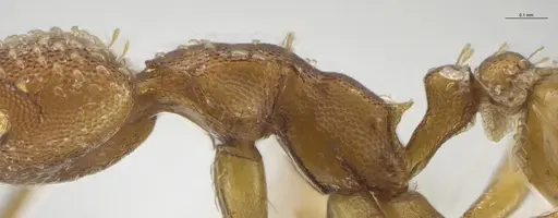 Strumigenys cascanteae - CASENT0637223