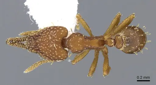 Strumigenys cascanteae - INB0003619741