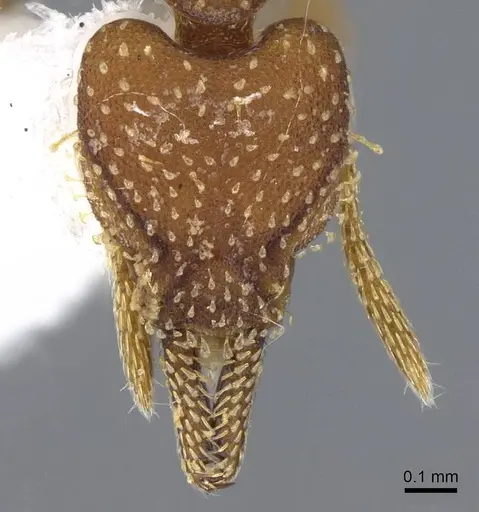 Strumigenys cascanteae - INB0003619741