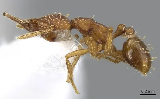 Strumigenys cascanteae - INB0003619741