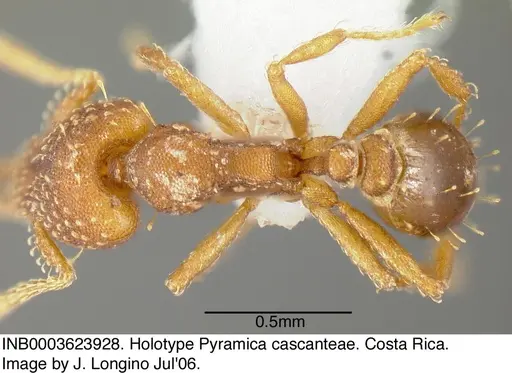 Strumigenys cascanteae - INB0003623928