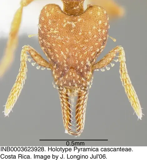 Strumigenys cascanteae - INB0003623928