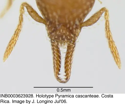 Strumigenys cascanteae - INB0003623928