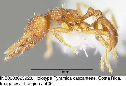 Strumigenys cascanteae - INB0003623928