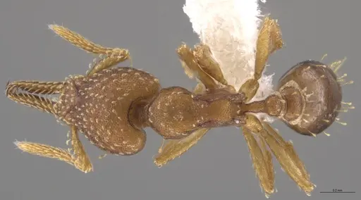 Strumigenys cascanteae - JTLC000004301