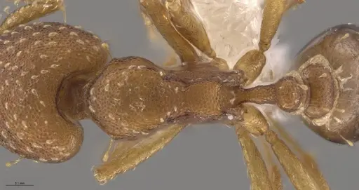 Strumigenys cascanteae - JTLC000004301