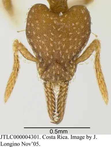 Strumigenys cascanteae - JTLC000004301