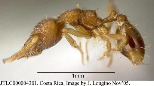 Strumigenys cascanteae - JTLC000004301