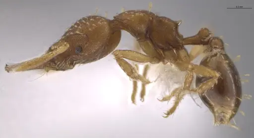 Strumigenys cascanteae - JTLC000004301