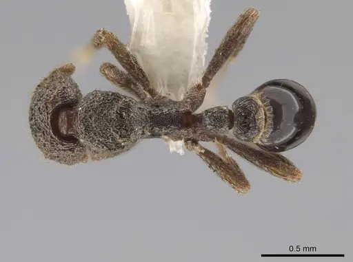 Strumigenys cassicuspis specimen