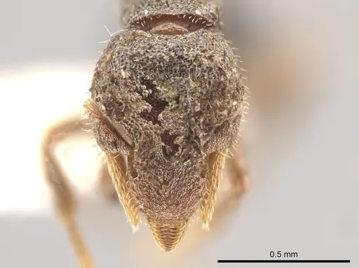 Strumigenys cassicuspis specimen