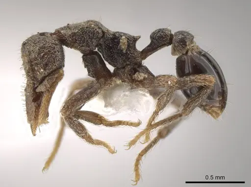 Strumigenys cassicuspis specimen