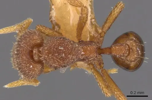 Strumigenys cassicuspis - CASENT0900220