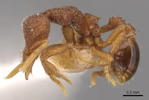 Strumigenys cassicuspis - CASENT0900220