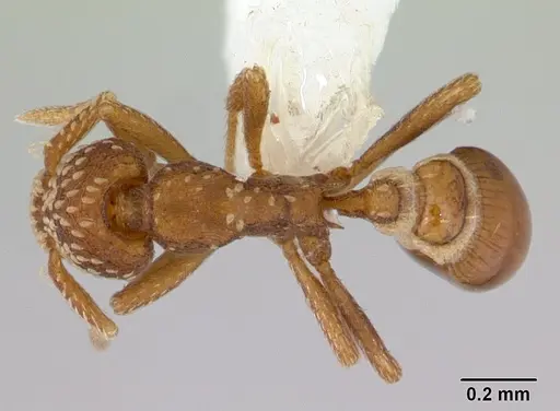 Strumigenys cavinasis specimen