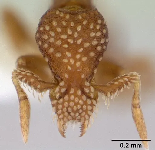 Strumigenys cavinasis specimen