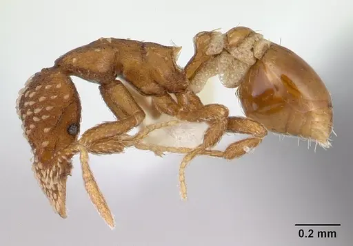 Strumigenys cavinasis specimen