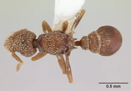 Strumigenys cavinasis - CASENT0178307