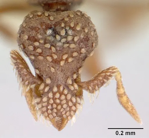 Strumigenys cavinasis - CASENT0178307