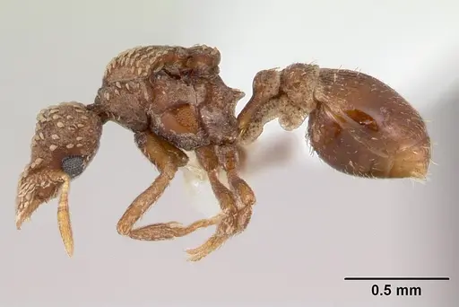 Strumigenys cavinasis - CASENT0178307