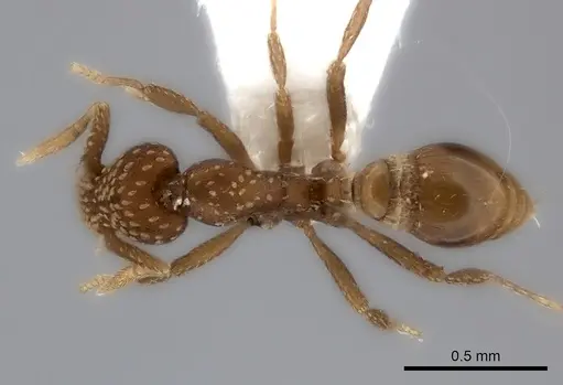 Strumigenys cavinasis - CASENT0217192