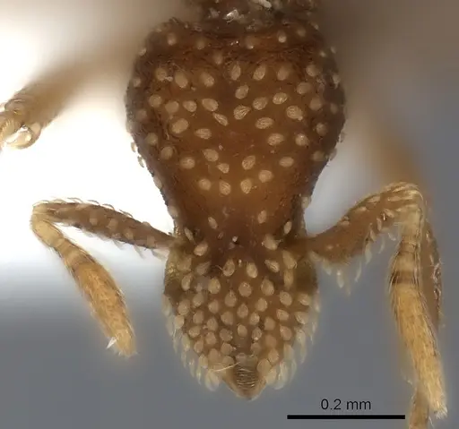 Strumigenys cavinasis - CASENT0217192