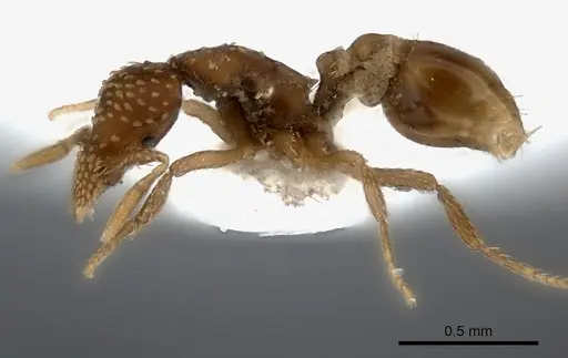 Strumigenys cavinasis - CASENT0217192