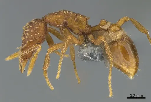 Strumigenys cavinasis - CASENT0358127