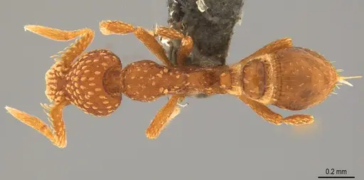 Strumigenys cavinasis - CASENT0358217