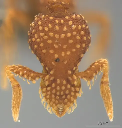 Strumigenys cavinasis - CASENT0358217