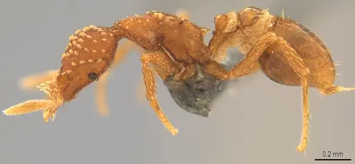 Strumigenys cavinasis - CASENT0358217