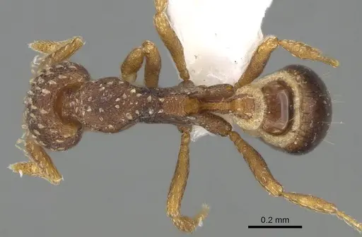 Strumigenys cavinasis - CASENT0747606