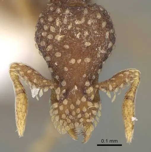 Strumigenys cavinasis - CASENT0747606