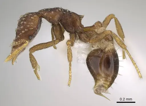 Strumigenys cavinasis - CASENT0747606