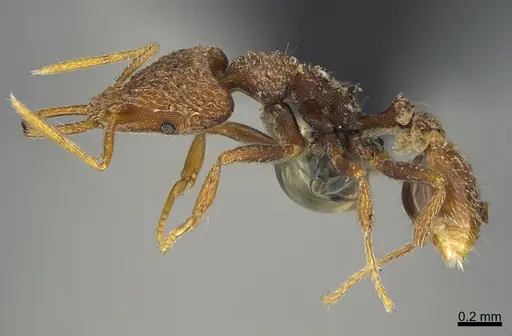 Strumigenys cenagra specimen