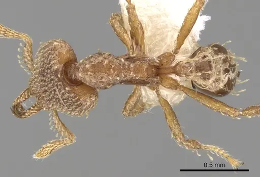 Strumigenys chapmani specimen