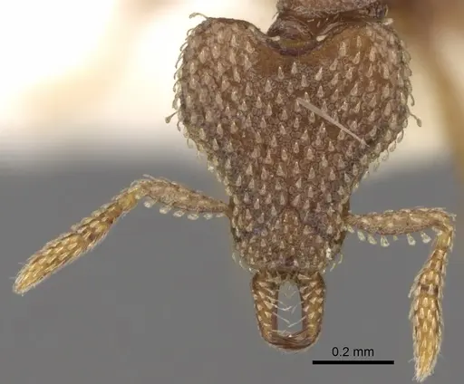 Strumigenys chapmani specimen