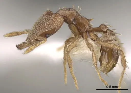 Strumigenys chapmani specimen