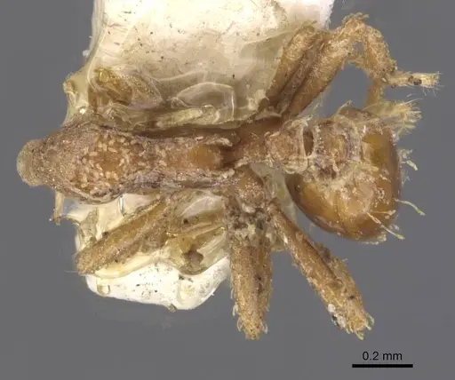 Strumigenys chapmani - CASENT0912852